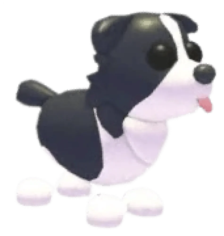 Border Collie - Adopt Me
