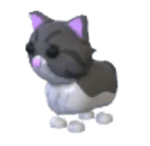 MFR Persian Cat