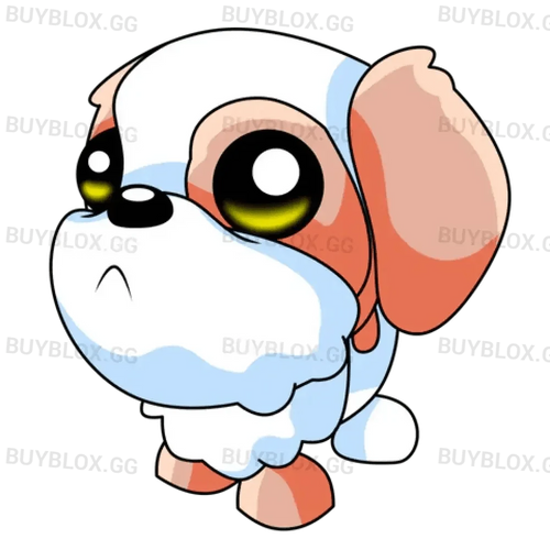 NFR Shih Tzu