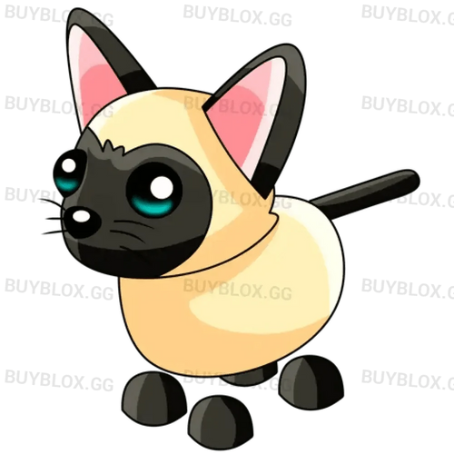 NFR Siamese Cat