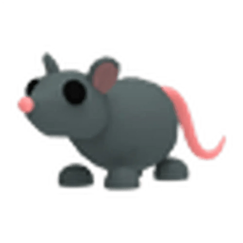 Rat